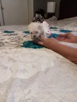 No name, a female Maltese for sale in Rochelle, GA – 2 of 4