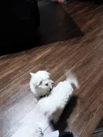 No name, a male Maltese for sale in Rochelle, GA – 2 of 5
