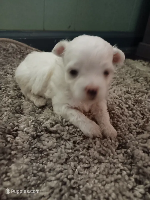 No name – Maltese puppy for sale in Rochelle, GA