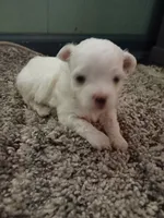 No name, a female Maltese for sale in Rochelle, GA – 1 of 3