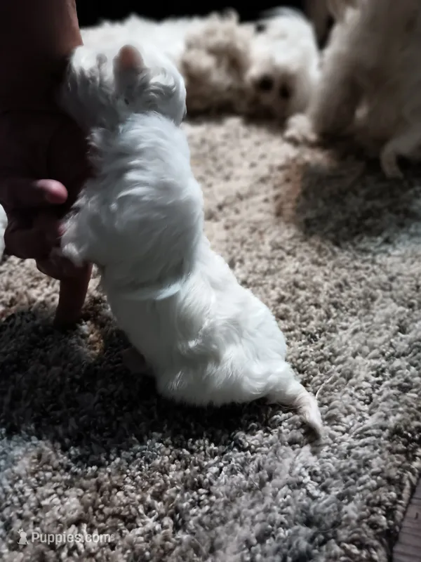 No name – Maltese puppy for sale in Rochelle, GA