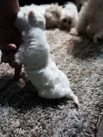 No name, a male Maltese for sale in Rochelle, GA – 1 of 3