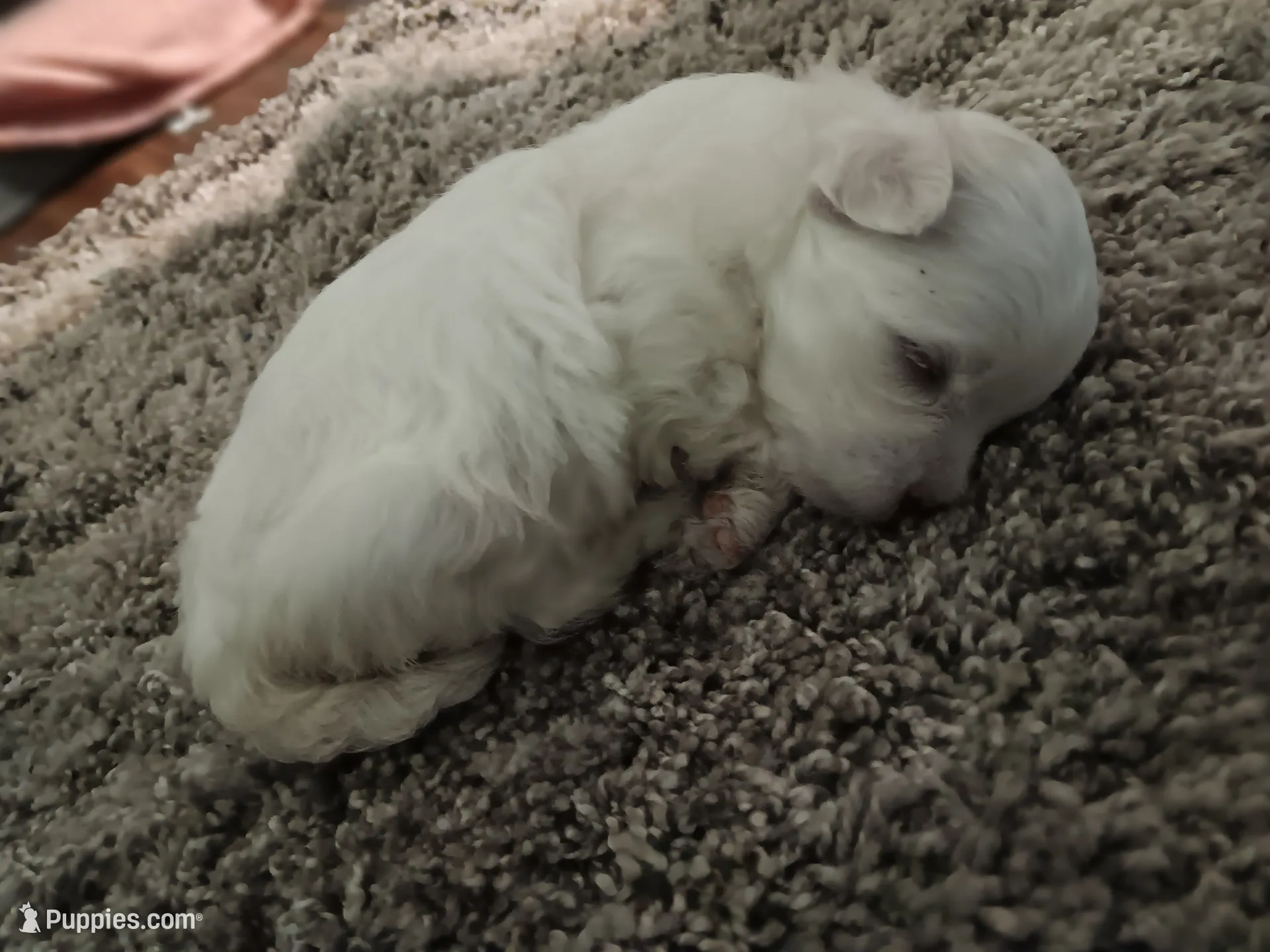 No name, a male Maltese for sale in Rochelle, GA – 2 of 3
