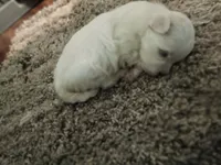 No name, a male Maltese for sale in Rochelle, GA – 3 of 3