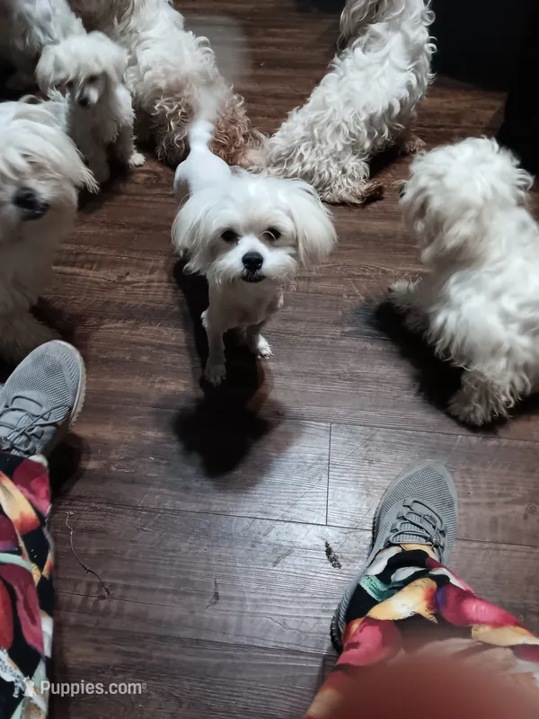 No name – Maltese puppy for sale in Rochelle, GA