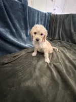 Rosie, a female Goldendoodle for sale in Corona, CA – 3 of 4