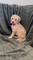 Rosie, a female Goldendoodle for sale in Corona, CA – 1 of 4