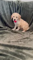 Rosie, a female Goldendoodle for sale in Corona, CA – 2 of 4