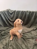 Waffles , a male Goldendoodle for sale in Corona, CA – Photo 4 of 4