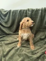 Waffles , a male Goldendoodle for sale in Corona, CA – Photo 2 of 4