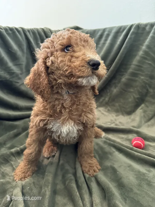 Teddy  – Goldendoodle puppy for sale in Corona, CA