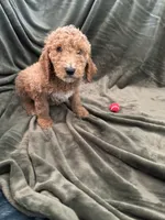 Teddy , a male Goldendoodle for sale in Corona, CA – Photo 3 of 4