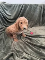 Teddy , a male Goldendoodle for sale in Corona, CA – Photo 4 of 4