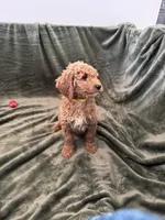 Daisy, a female Goldendoodle for sale in Corona, CA – Photo 4 of 5