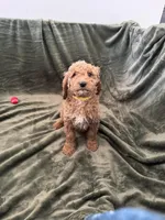 Daisy, a female Goldendoodle for sale in Corona, CA – Photo 2 of 5