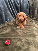 Cleo, a female Goldendoodle for sale in Corona, CA – Photo 3 of 3