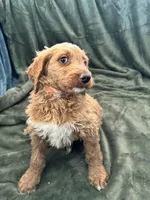 Cleo, a female Goldendoodle for sale in Corona, CA – Photo 2 of 3