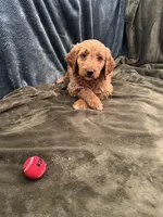 Cleo, a female Goldendoodle for sale in Corona, CA – Photo 1 of 3