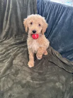 Cooper, a male Goldendoodle for sale in Corona, CA – 1 of 4