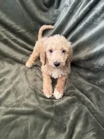 Cooper, a male Goldendoodle for sale in Corona, CA – 3 of 4