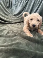 Cooper, a male Goldendoodle for sale in Corona, CA – 4 of 4