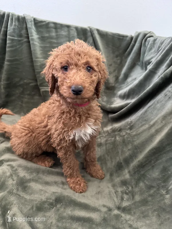 Maple – Goldendoodle puppy for sale in Corona, CA