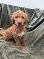 Maple, a female Goldendoodle for sale in Corona, CA – 1 of 3