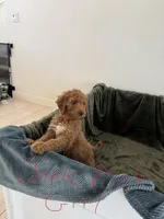 Maple, a female Goldendoodle for sale in Corona, CA – 3 of 3