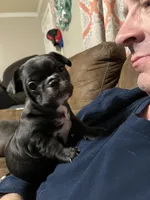 Snowie, a female French Bulldog for sale in Williamston, NC – Photo 2 of 3