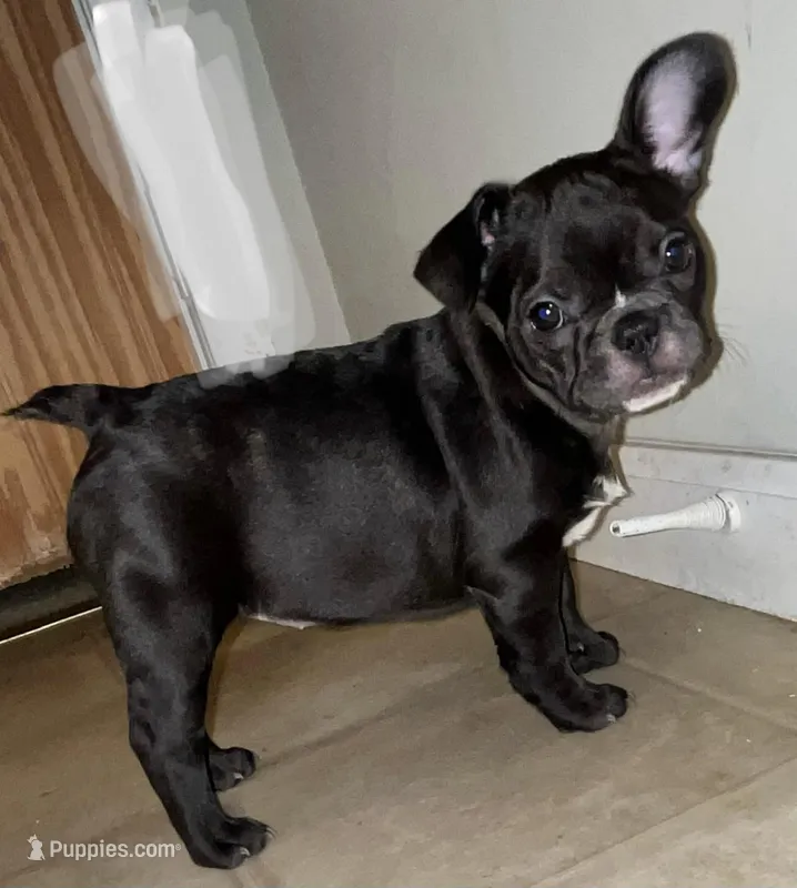 Snowie, a female French Bulldog for sale in Williamston, NC – Photo 1 of 3