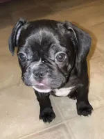 Frostie , a female French Bulldog for sale in Williamston, NC – Photo 2 of 3