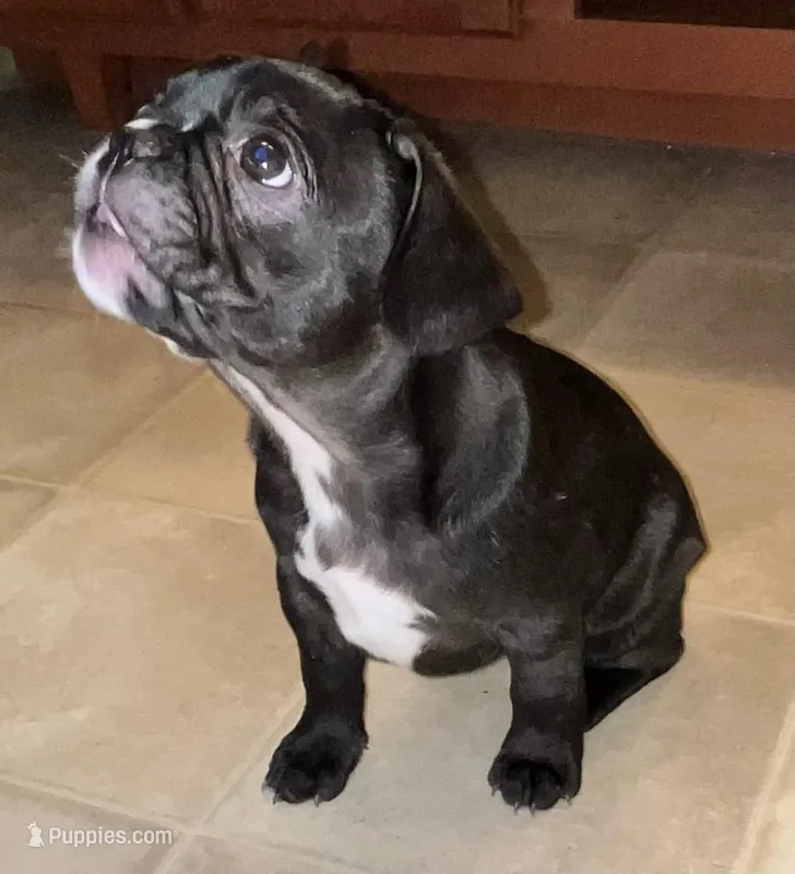 Frostie , a female French Bulldog for sale in Williamston, NC – Photo 1 of 3