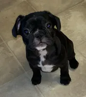 Frostie , a female French Bulldog for sale in Williamston, NC – Photo 3 of 3