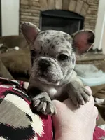 Lilly , a female French Bulldog for sale in Williamston, NC – Photo 2 of 5