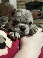 Lilly , a female French Bulldog for sale in Williamston, NC – Photo 3 of 5