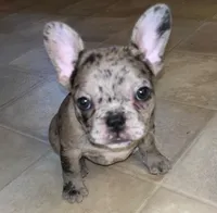 Lilly , a female French Bulldog for sale in Williamston, NC – Photo 1 of 5
