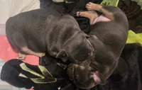 N/a, a male French Bulldog for sale in San Antonio, TX – 4 of 9