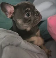 N/a, a male French Bulldog for sale in San Antonio, TX – 7 of 9