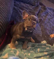 N/a, a male French Bulldog for sale in San Antonio, TX – 2 of 9