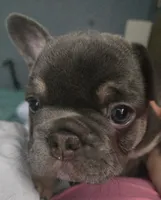 N/a, a male French Bulldog for sale in San Antonio, TX – 9 of 9