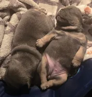 N/a, a male French Bulldog for sale in San Antonio, TX – 5 of 9