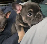 N/a, a male French Bulldog for sale in San Antonio, TX – 3 of 9