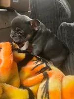 N/a, a male French Bulldog for sale in San Antonio, TX – 8 of 9
