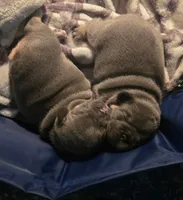 N/a, a male French Bulldog for sale in San Antonio, TX – 6 of 9