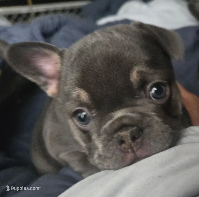 N/a, a male French Bulldog for sale in San Antonio, TX – 1 of 9