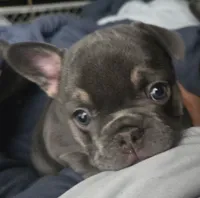 N/a, a male French Bulldog for sale in San Antonio, TX – 1 of 9