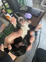 Yourdy, a male Golden Mountain Doodle for sale in Knoxville, TN – Photo 3 of 4