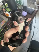 Yourdy, a male Golden Mountain Doodle for sale in Knoxville, TN – Photo 2 of 4