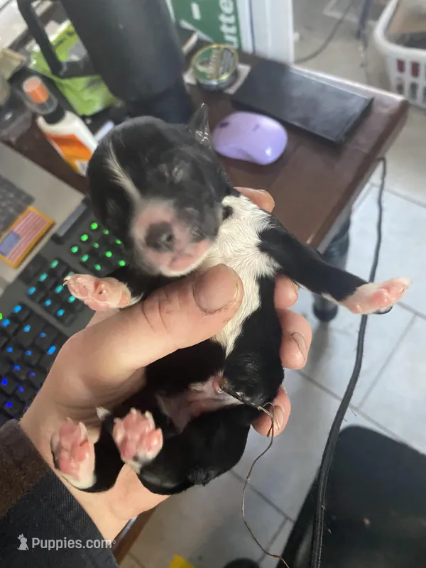 Yourdy – Golden Mountain Doodle puppy for sale in Knoxville, TN