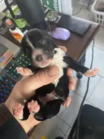 Yourdy, a male Golden Mountain Doodle for sale in Knoxville, TN – Photo 1 of 4